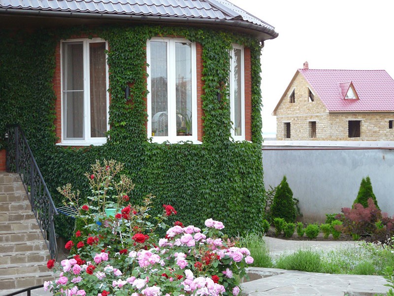  Эффектное вертикальное озеленение территории загородного дома 