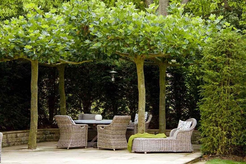  Эффектное вертикальное озеленение территории загородного дома 