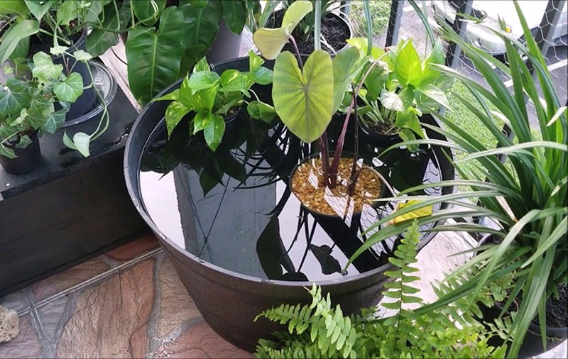  Зимний сад в квартире своими руками: создай себе оазis сам 