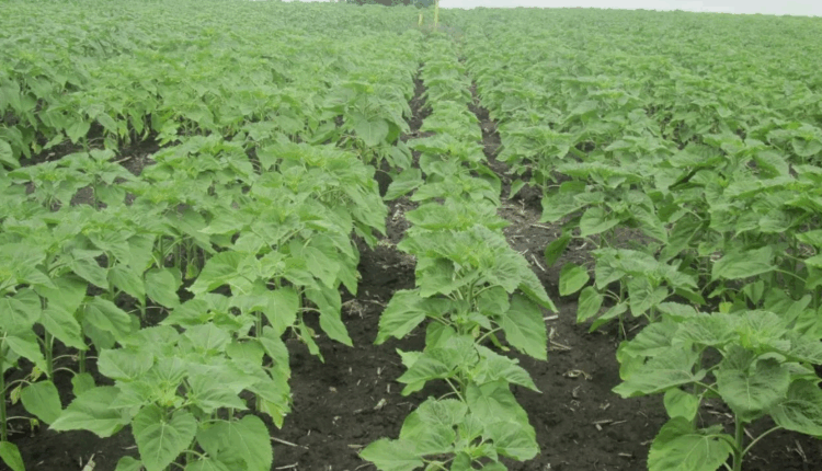 Удобрения - классификация и назначение